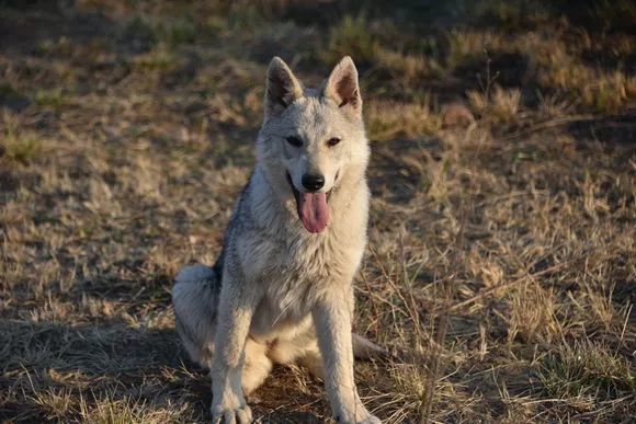 捷克狼犬似狼卻非狼不僅帥氣逼人價格也讓人望而卻步