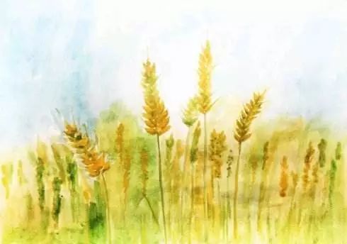 训诲日默想:一粒麦子