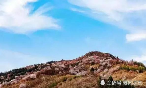 邀你来赏!江西修水县布甲乡,3万亩野樱花盛开