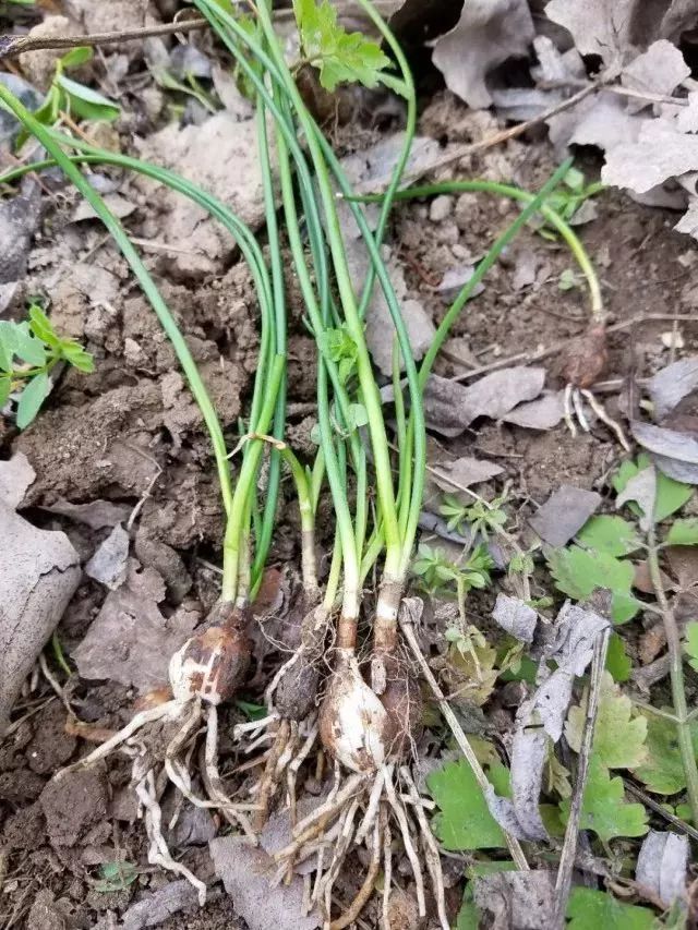 王先生去公园玩的时候看到一种植物很像他小时候吃过的野蒜,就挖了