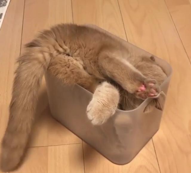 英国网友gallowboob养了一只加菲猫,名叫butt.