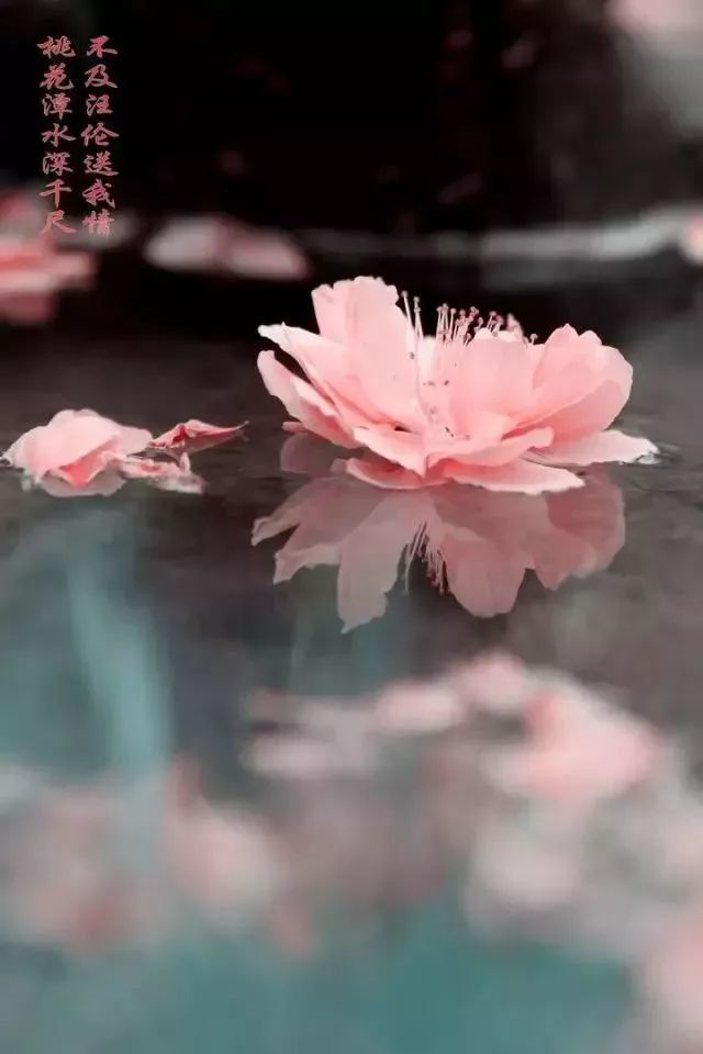 《诗经 女曰鸡鸣》众里寻他千百度.