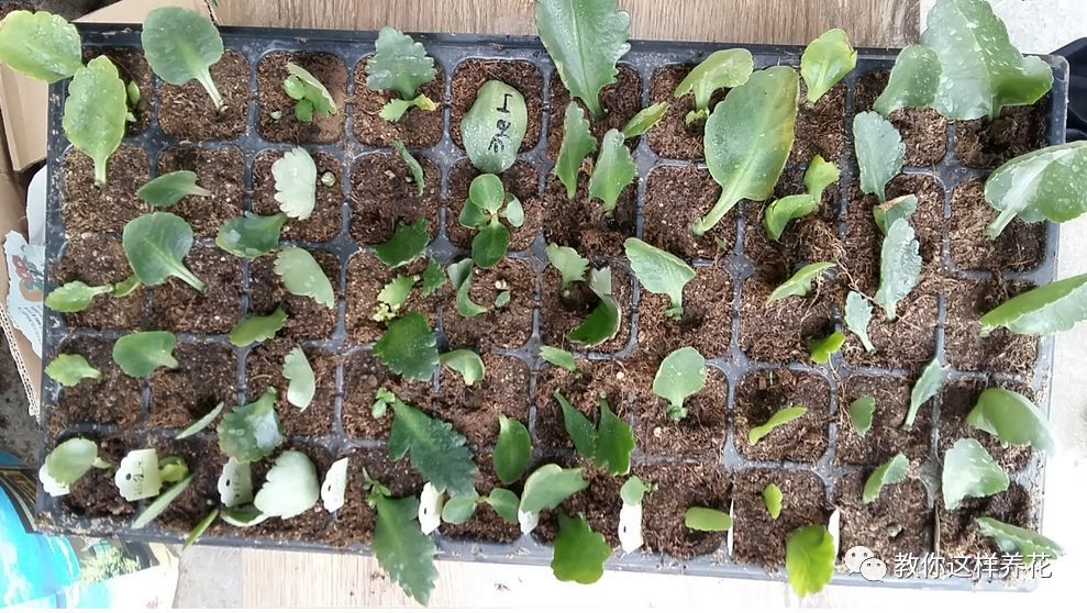 一片叶子就能活的花别花冤枉钱买丢盆里就生根发芽