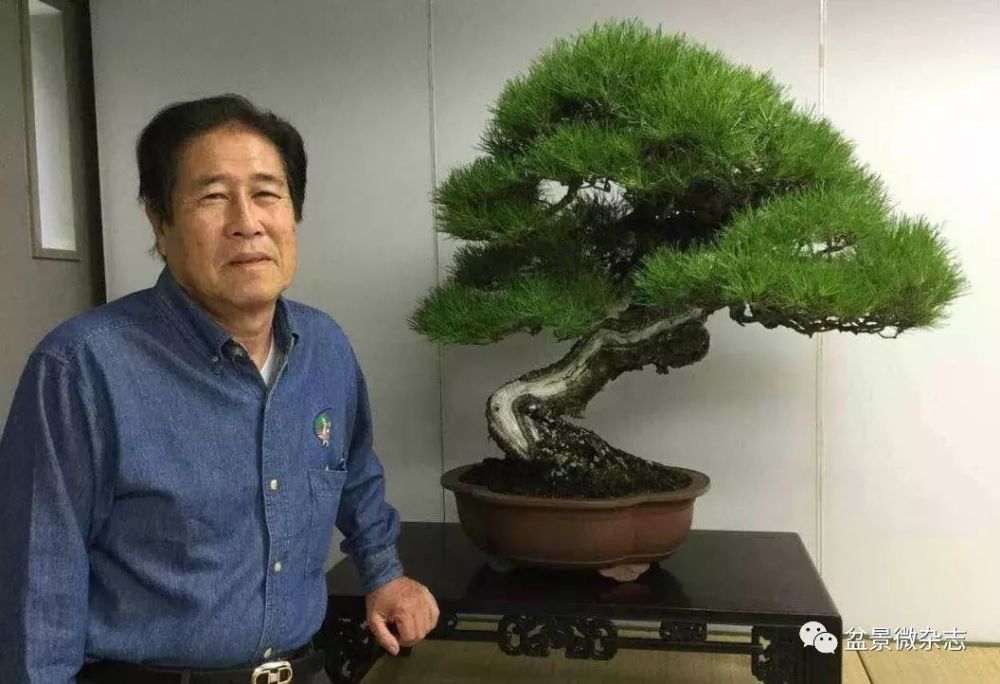 关于柏树的品种 兼谈日本盆景的 真柏观
