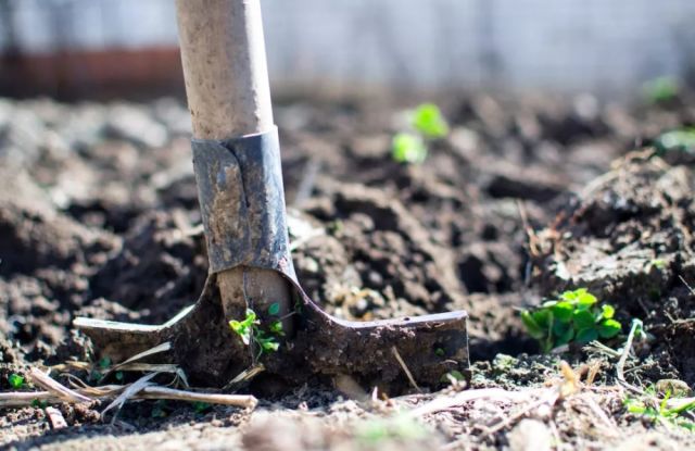 一方水土养一方人，适合南方人吃的“南芪”--五指毛桃!