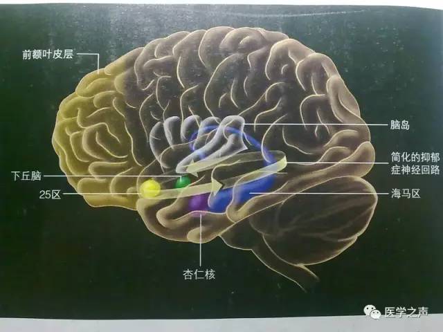 神經分佈圖小腦皮質結構腦島基底核海馬和穹窿hippocampus:海馬各種