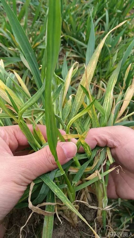 虫害类1,麦蜘蛛2,金针虫3,线虫(小麦胞囊线虫病)三,除草剂药害五,缺素