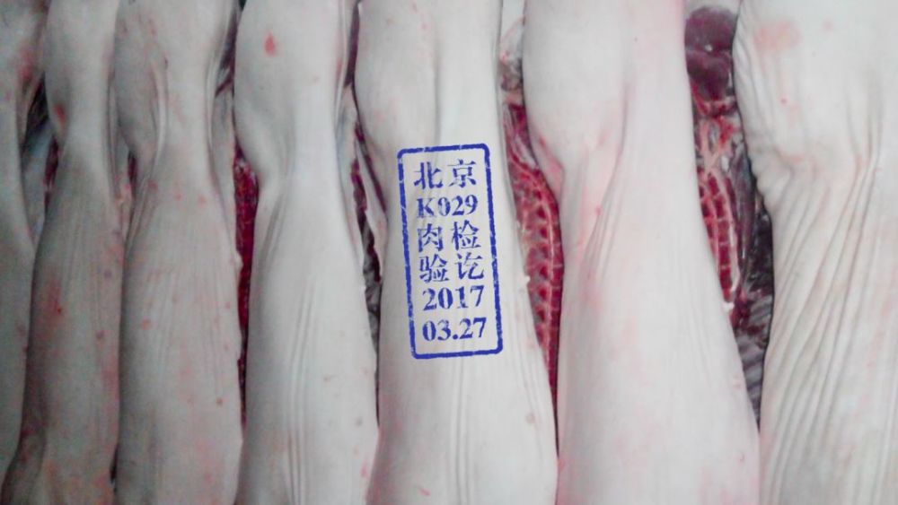 如何给猪盖章 回形针