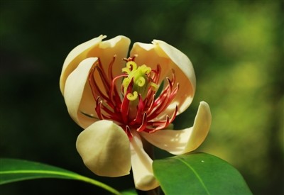 峨眉拟单性木兰雌花