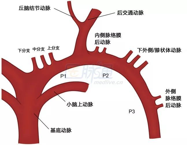 脑膜垂体干动脉走行图图片