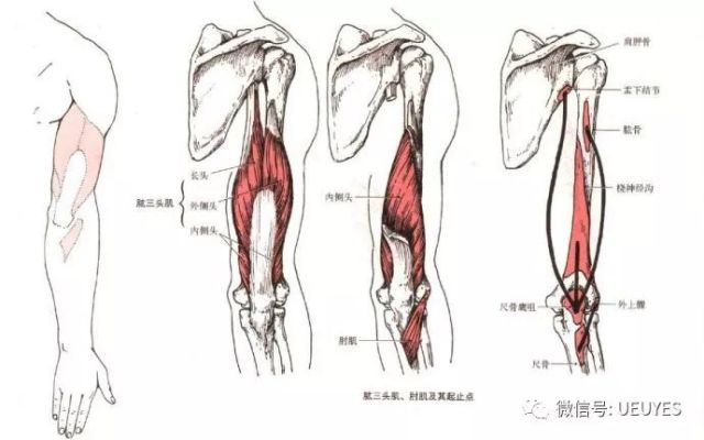 肱三头肌的解剖位置和锻炼方法
