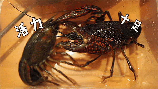 杨四龙虾精品店采用盱眙蟹塘清水养殖龙虾,现在本店的特大泡头龙虾0.