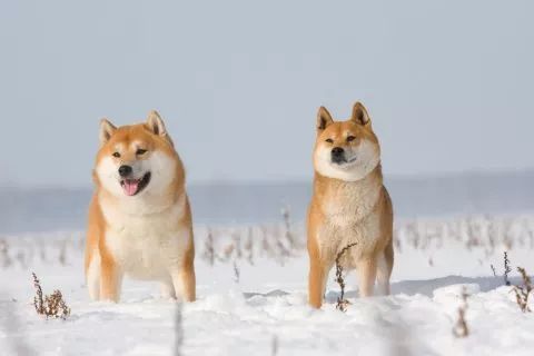 日本六大本土犬识破各自的特性轻松驾驭名犬 腾讯网