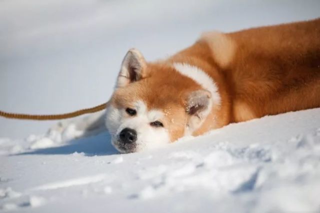 日本六大本土犬识破各自的特性轻松驾驭名犬 腾讯网