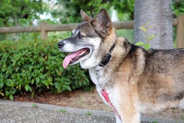 日本六大本土犬识破各自的特性轻松驾驭名犬 腾讯网