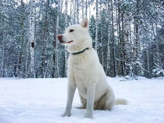 日本六大本土犬识破各自的特性轻松驾驭名犬 腾讯网