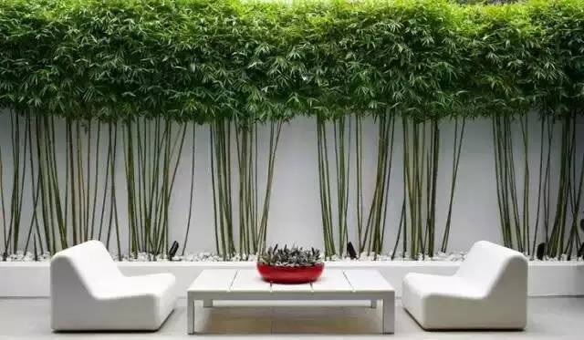 愿有一个院子种上一片竹子