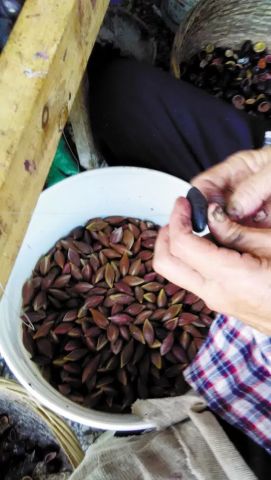 榄雕:乌榄核上细琢大千世界