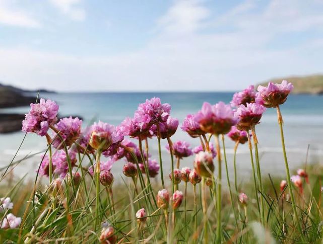 海石竹花景