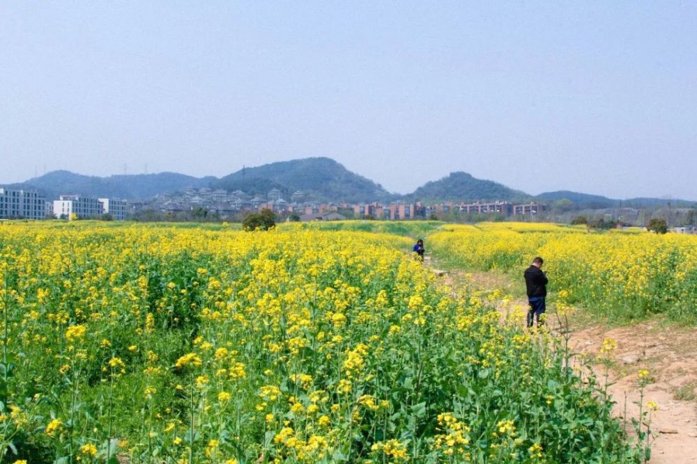 清明节前都别去晓书馆了!因为根本预约不到!这
