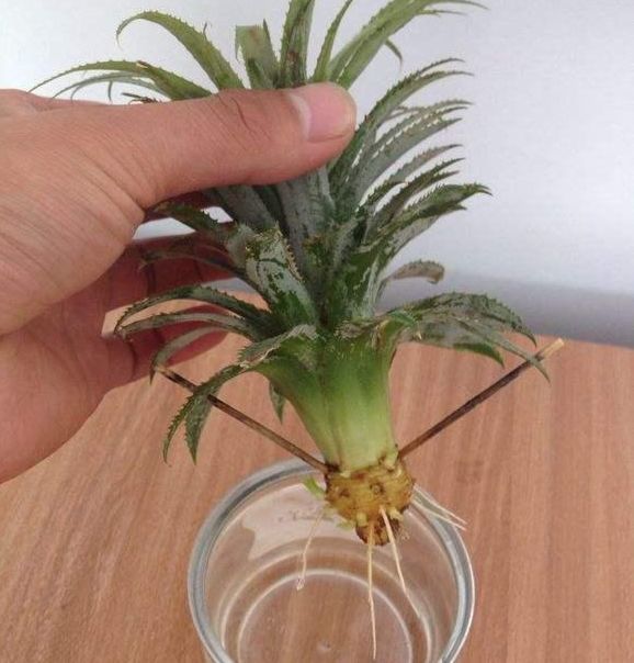 吃剩的菠萝这样种成盆栽,养得好一年就能结果