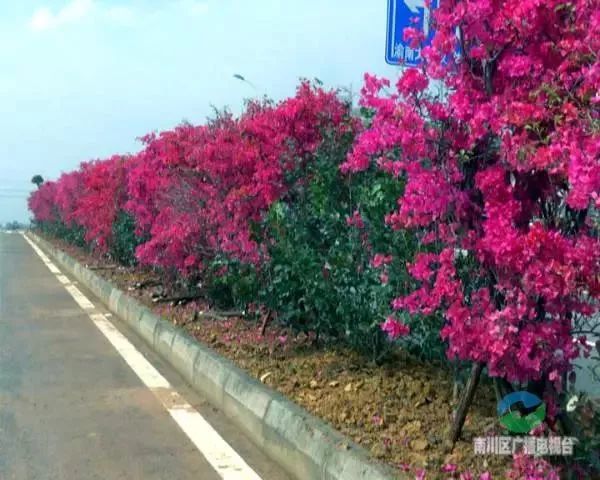 美爆了 南川城区这个250米的花间小道 花开正茂 姹紫嫣红