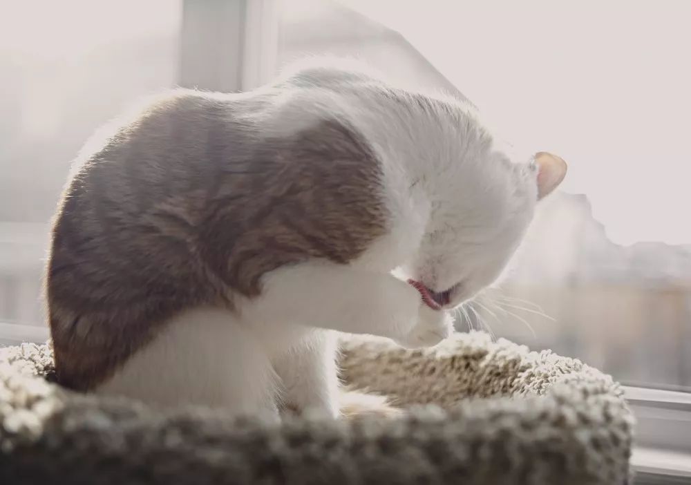 猫舔主人不仅是嫌你脏,更可能是因为这些原因