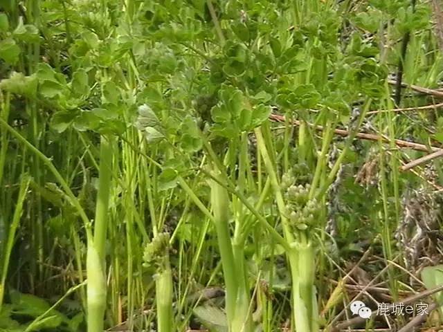 鹿鳴天下錦繡西豐我大西豐特產知多少