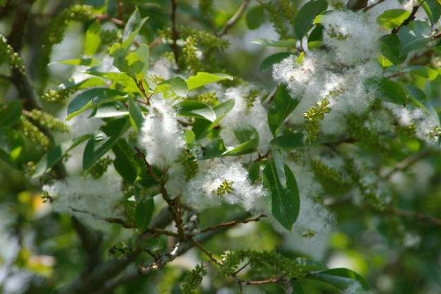 柳絮飞时花满城人生看得几清明