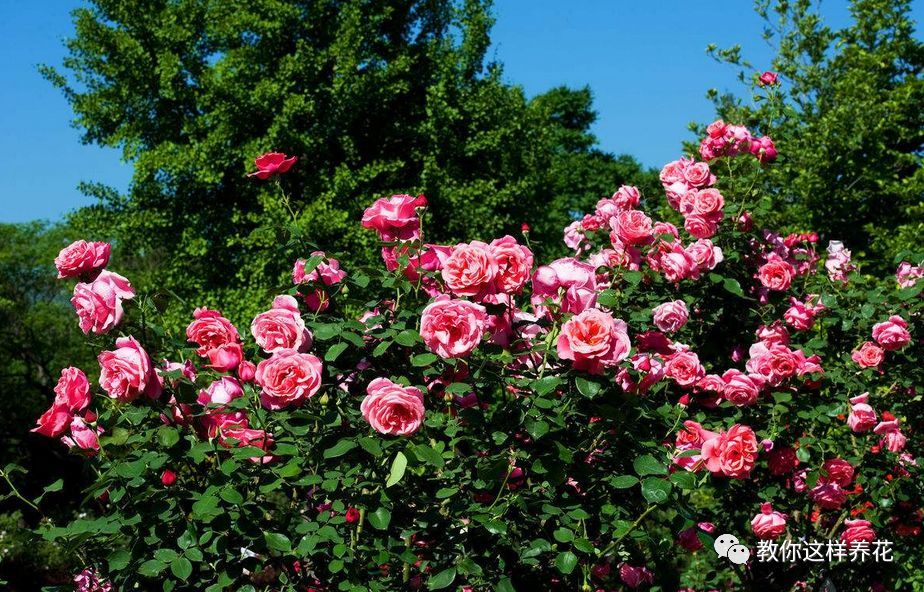 4月回暖 养花注意这几点 不会养花的看过来 腾讯新闻