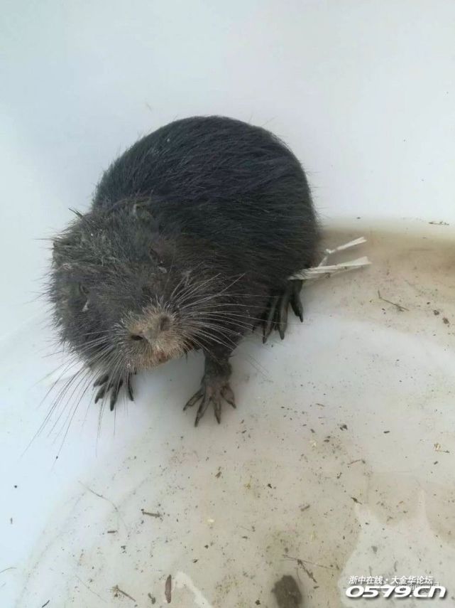 东阳惊现9斤重 老鼠王 竟然还是外来物种