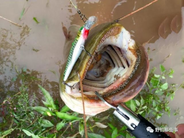 大口鯰這傢伙,喜歡渾濁一點兒的水域,愛灣子好洄水,怕光懼嘈雜.