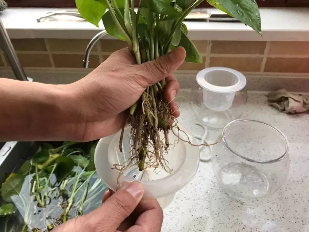 绿萝换个养法不仅不黄叶还能常年绿油油