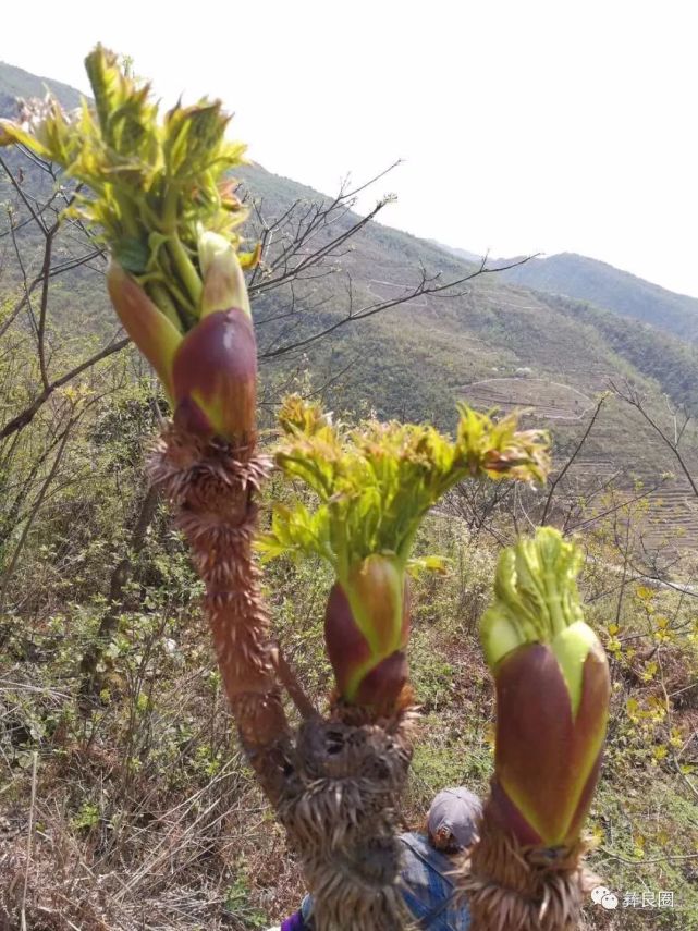 在农村的山上,有一种名叫" 刺老包学名为惚木,又叫树头菜和老虎刺,鹊