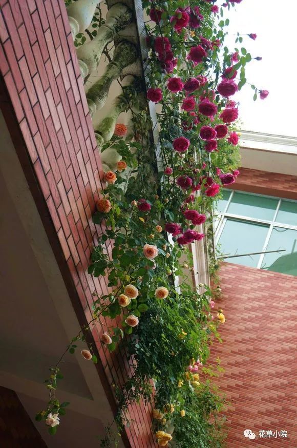 4种超美藤蔓植物,养盆阳台,来年开成花瀑布!