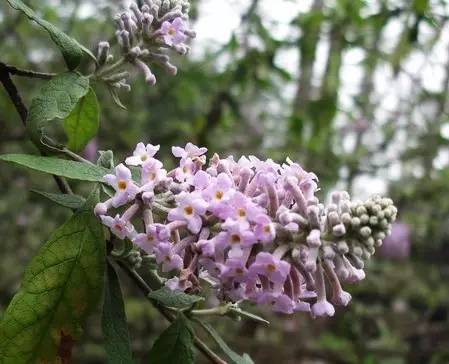 密蒙花黄栀子黄姜黄色饭的染剂很多而且很常见,山栀子(又名黄栀子)