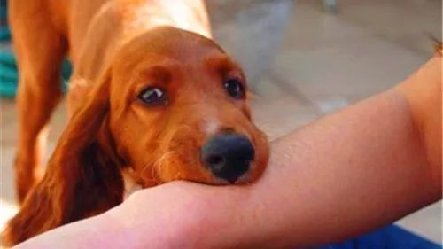 权威解答来了 长春长生狂犬病疫苗如何续种 要不要补种 腾讯新闻