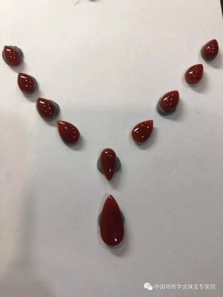 珊瑚和海竹肉眼可区分，你知道吗？_腾讯新闻