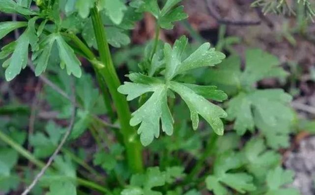 只不過莖沒有芹菜高,葉子還帶有刺狀,別名水堇,鬼見愁,假芹菜