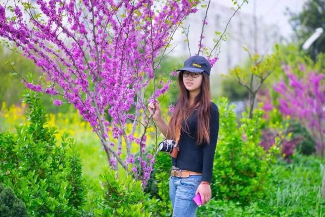 香港区花紫荆花和北方紫荆花的区别辨识