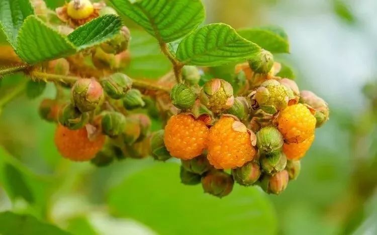 "吃"在红河县|黄泡熟啦,你可否还记得童年摘黄泡的时光?