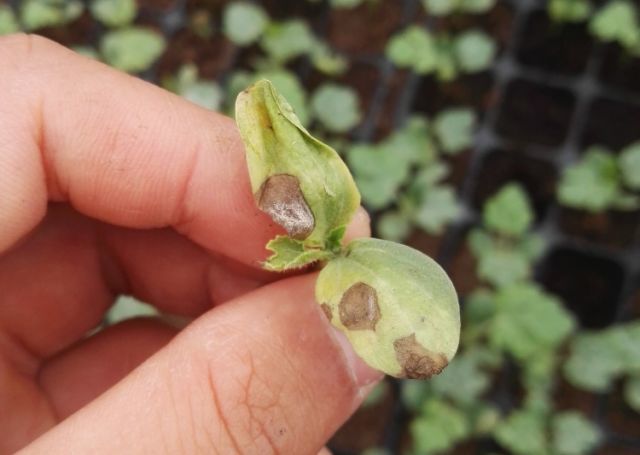 西瓜病害认不清?有图有文,一看就懂!