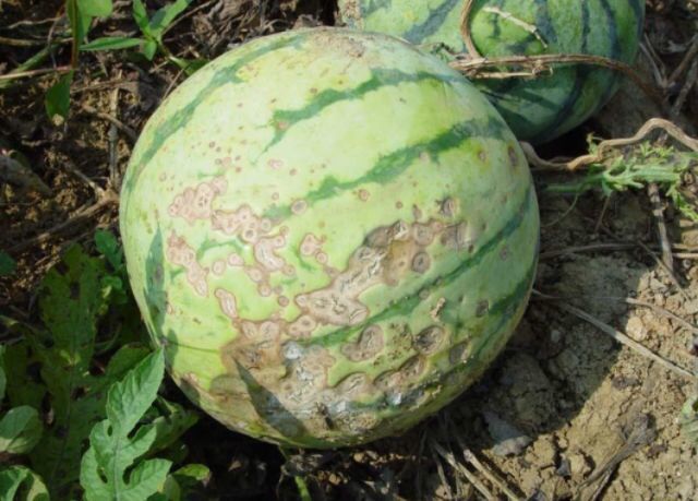 主要为害未出土和刚出土的幼苗猝倒病在西瓜种植过程中,常会发生一些