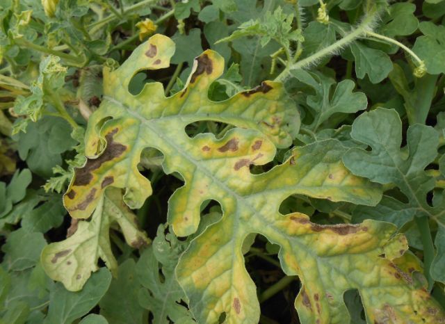 西瓜病害认不清?有图有文,一看就懂!