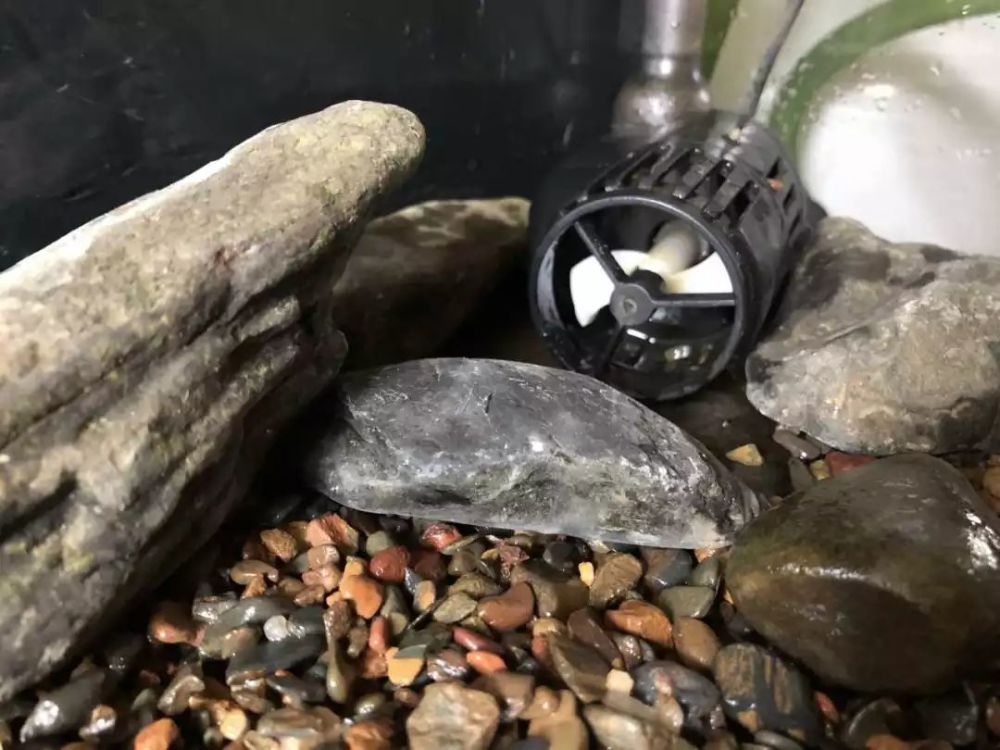 开缸建造教你如何打造一个足够野的吸鳅缸