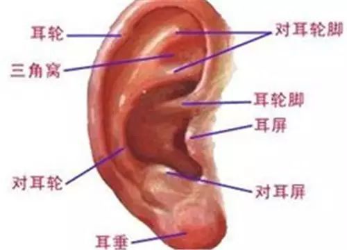 按摩耳朵也能治病 神奇的耳穴疗法 腾讯新闻