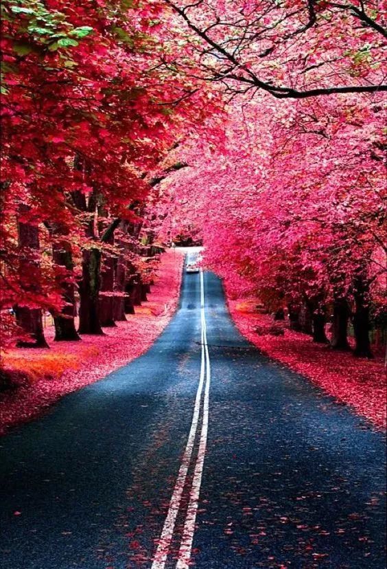 这才叫风景如画,太美了!