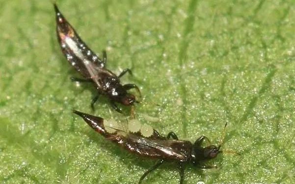 蓟马危害高清图谱蓟马防治要点全解析