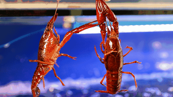 手掌大的小龙虾现捞现做一份只要48元,现场比赛还送小!龙!虾!