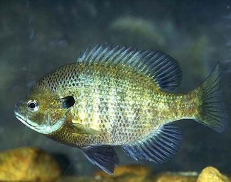 太阳鱼|太阳鱼，既能下油锅又可上餐桌，这样的入侵物种会泛滥成灾吗？